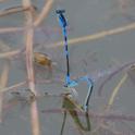 Coenagrion scitulum (Dainty Damselfly) ovip 2.JPG